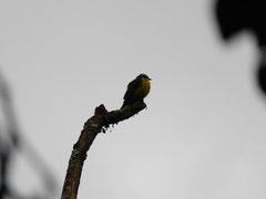 Myiozetetes cayanensis