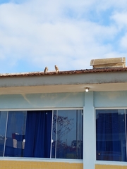 Athene cunicularia