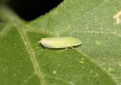 Spangbergiella