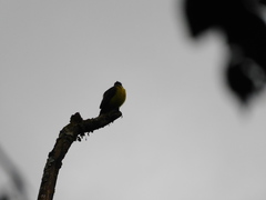 Myiozetetes cayanensis