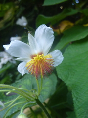 Sparrmannia