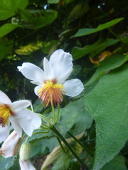 Sparrmannia