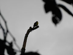 Myiozetetes cayanensis