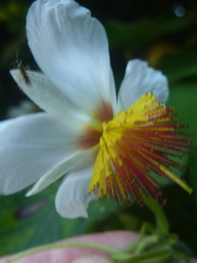 Sparrmannia