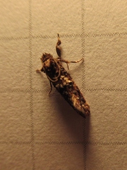 Endothenia