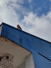 Athene cunicularia