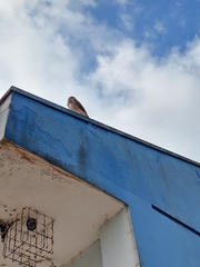 Athene cunicularia