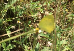 Eurema hecabe