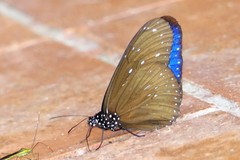 Euploea mulciber
