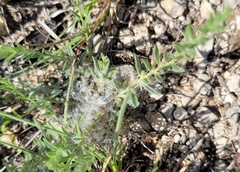 Evolvulus nuttallianus