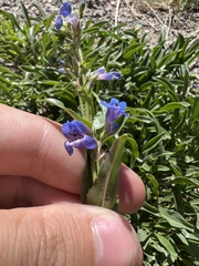 Penstemon virens