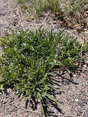 Penstemon virens