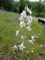 Delphinium treleasei