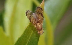 Tephritis baccharis