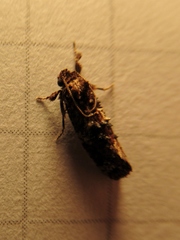 Endothenia