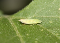 Spangbergiella