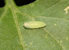 Spangbergiella