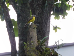 Myiozetetes cayanensis