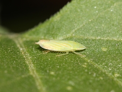 Spangbergiella
