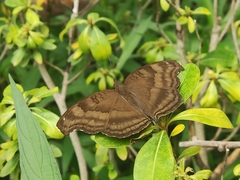 Junonia iphita