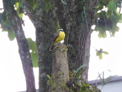 Myiozetetes cayanensis