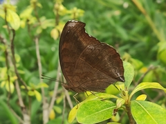 Junonia iphita