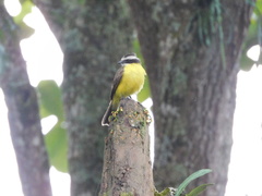 Myiozetetes cayanensis