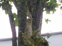 Myiozetetes cayanensis