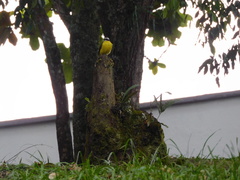 Myiozetetes cayanensis