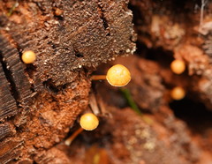 Gymnopilus eucalyptorum