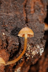 Gymnopilus eucalyptorum