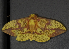 Eacles imperialis pini