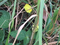 Eurema hecabe