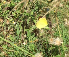 Eurema hecabe