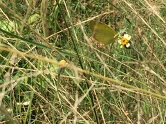 Eurema hecabe