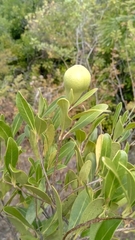 Image of Comoranthus madagascariensis