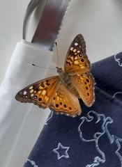 Asterocampa celtis antonia