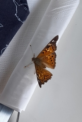 Asterocampa celtis antonia