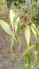 Comoranthus madagascariensis image