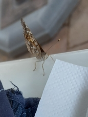 Asterocampa celtis antonia