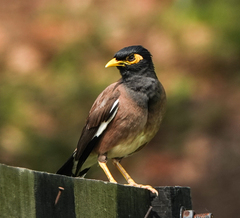 Acridotheres tristis