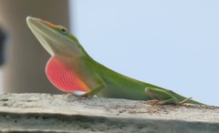 Cuban Green Anole photo 5