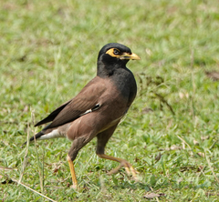 Acridotheres tristis