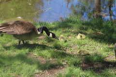 Branta canadensis