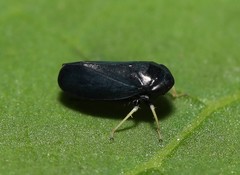 Limotettix anthracinus
