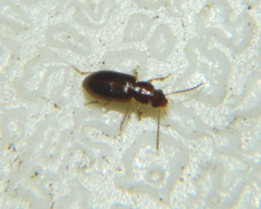 Acupalpus indistinctus