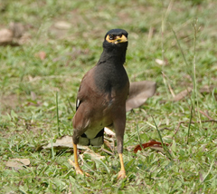 Acridotheres tristis