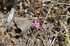 Centaurium cachanlahuen