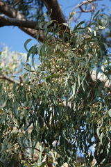 Eucalyptus longifolia