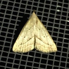 Macrochilo hypocritalis